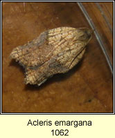 Acleris emargana