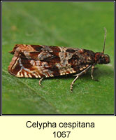 Celypha cespitana