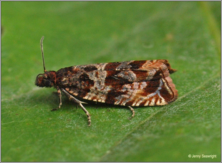 Celypha cespitana