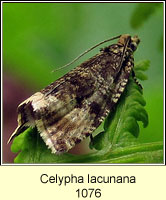 Celypha lacunana