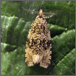 Celypha lacunana