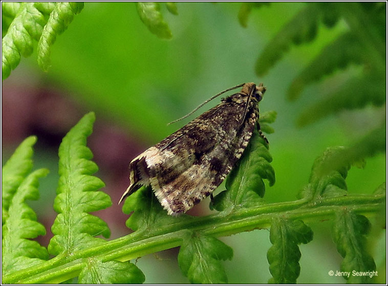 Celypha lacunana