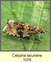 Celypha lacunana