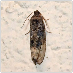 Marbled Orchard Tortrix, Hedya nubiferana