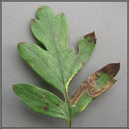 Stigmella crataegella