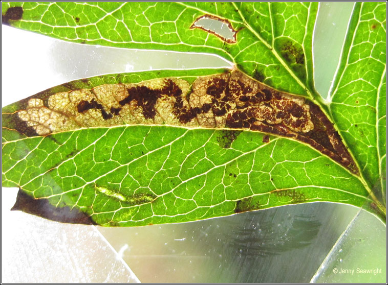 Stigmella crataegella