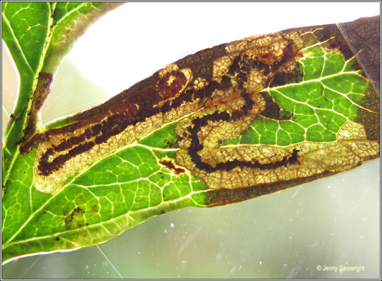 Stigmella crataegella