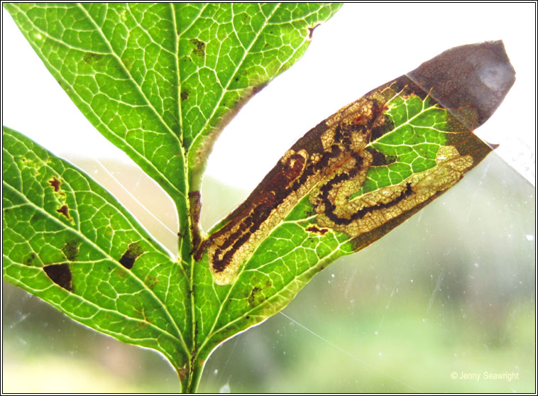 Stigmella crataegella