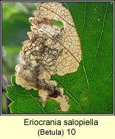 Eriocrania salopiella