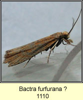 Bactra furfurana