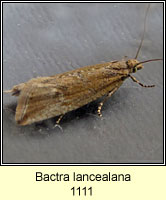 Bactra lancealana