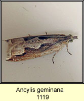 Ancylis geminana
