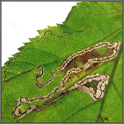 Stigmella microtheriella