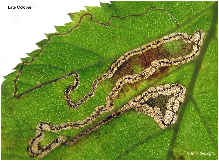 Stigmella microtheriella