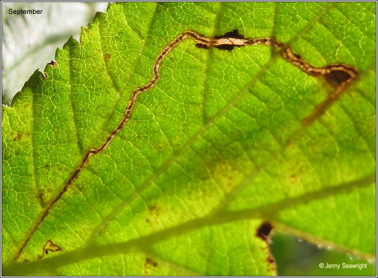 Stigmella microtheriella