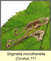 Stigmella microtheriella (leaf mine)