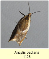 Ancylis badiana