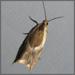 Ancylis badiana