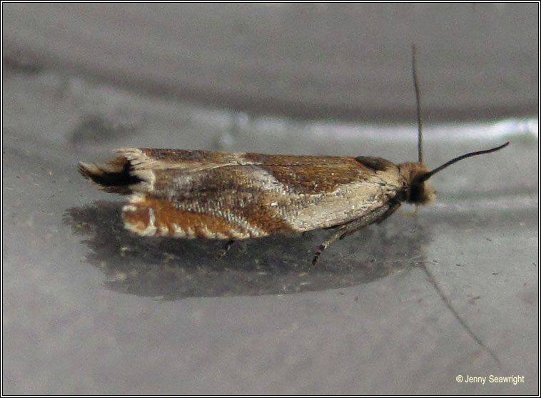 Ancylis badiana