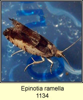 Epinotia ramella