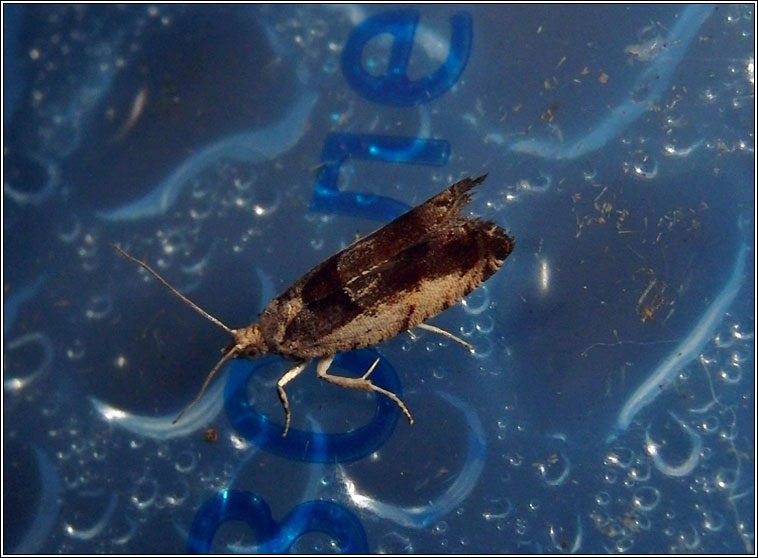 Epinotia ramella