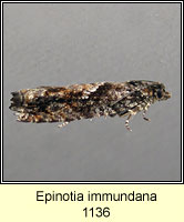 Epinotia immundana