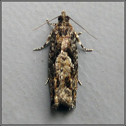 Epinotia immundana