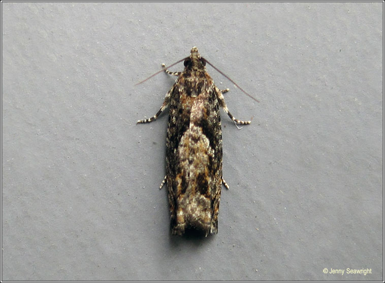 Epinotia immundana