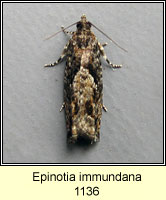 Epinotia immundana