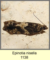 Epinotia nisella