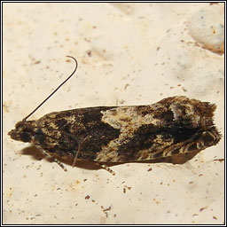 Epinotia nisella