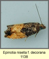 Epinotia nisella f decorana