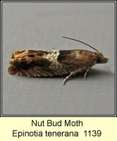 Nut Bud Moth, Epinotia tenerana