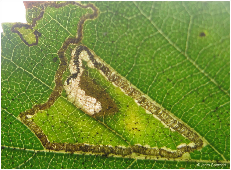 Stigmella sakhalinella