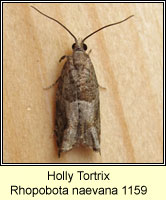 Holly Tortrix, Rhopobota naevana