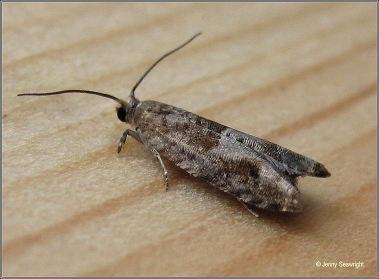 Holly Tortrix, Rhopobota naevana