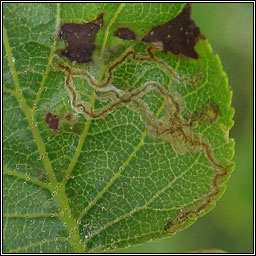 Stigmella alnetella