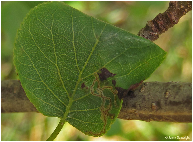 Stigmella alnetella