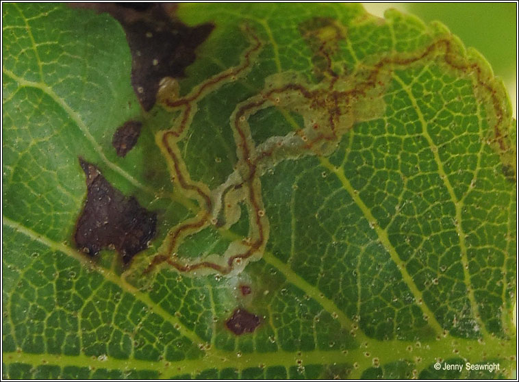 Stigmella alnetella