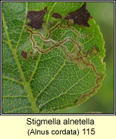 Stigmella alnetella (leaf mine)