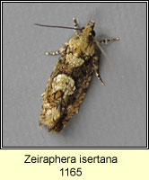 Zeiraphera isertana