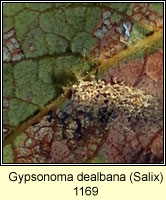 Gypsonoma dealbana (leaf mine)