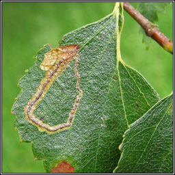 Stigmella lapponica