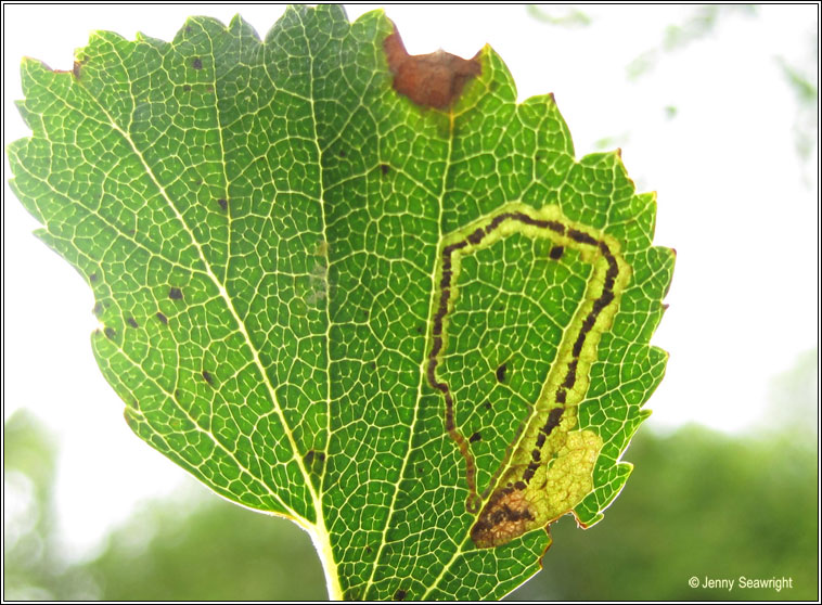 Stigmella lapponica