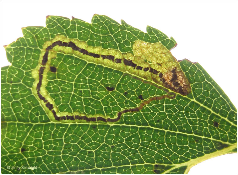 Stigmella lapponica