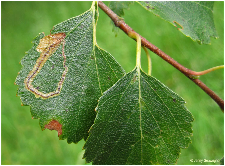 Stigmella lapponica