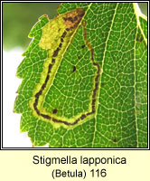 Stigmella lapponica (leaf mine)