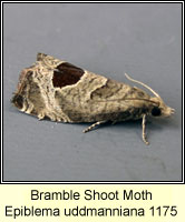 Bramble Shoot Moth, Epiblema uddmanniana