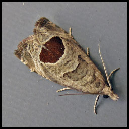 Bramble Shoot Moth, Epiblema uddmanniana