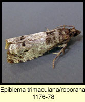 Epiblema trimaculana/roborana 